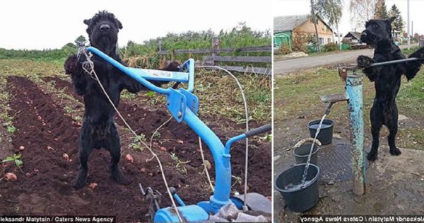Δουλευταράς σκύλος οργώνει χωράφια, φυτεύει πατάτες και αντλεί νερό ώστε να προσφέρει ένα «πόδι βοηθείας» στον ιδιοκτήτη του
