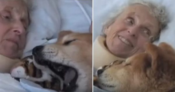 Ετοιμοθάνατος σκύλος θεραπείας δίνει χαρά σε μία ηλικιωμένη γυναίκα λίγες ώρες πριν το θάνατό της