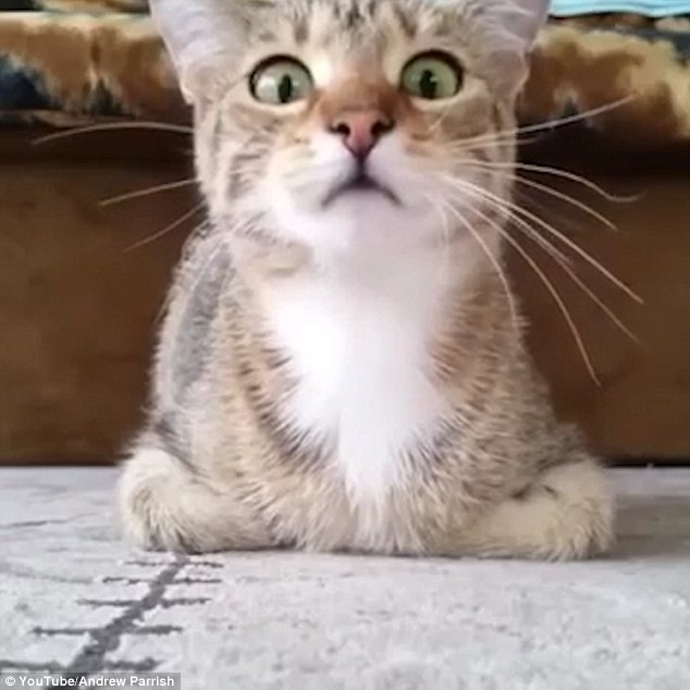 γάτα τρομάζει γάτα βλέπει θρίλερ γάτα βίντεο θρίλερ 