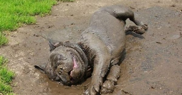 Αστείο βίντεο: Σκύλος διασκεδάζει στην λάσπη και γίνεται χάλια!