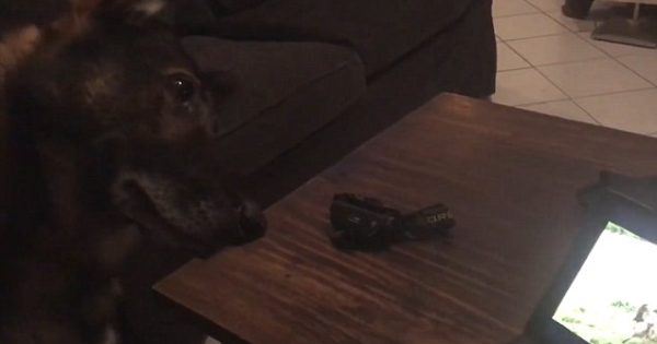 Η θλίψη ενός σκύλου K9 που βλέπει σε βίντεο στιγμές με τον νεκρό φίλο του