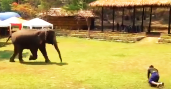 Αυτός ο ελέφαντας βλέπει από μακρυά τον εκπαιδευτή του να δέχεται επίθεση. Δείτε την άμεση αντίδρασή του!