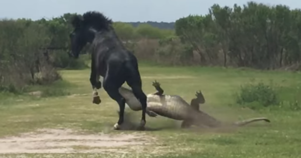 Άλογο «πλακώνει στο ξύλο» έναν τεράστιο αλιγάτορα και η στιγμή καταγράφηκε σε κάμερα