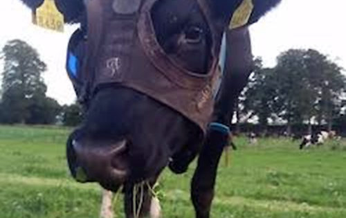Φόρεσαν μάσκα με τεχνητό φως σε αγελάδα για να παράγει περισσότερο γάλα