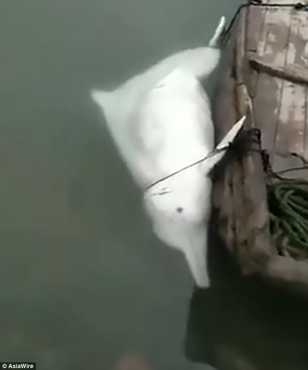 σπάνιο λευκό δελφίνι σπάνια δελφίνια λευκό δελφίνι δελφίνια δελφίνι 