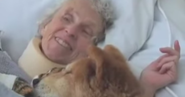 Ετοιμοθάνατος σκύλος θεραπείας δίνει χαρά σε μία ηλικιωμένη γυναίκα λίγες ώρες πριν το θάνατό της
