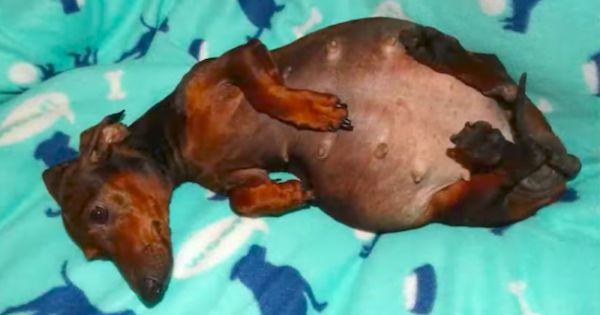 Άνθρωποι έσωσαν κακοποιημένη έγκυο σκυλίτσα που οι ιδιοκτήτες της την εγκατέλειψαν για να μην πληρώσουν τα έξοδα της καισαρικής