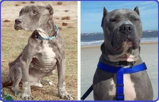 Pit-Bull-Rescue-from-Death-Photos
