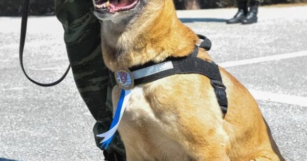 Ένας σπουδαίος σκύλος – στρατιώτης, φύλακας και μητέρα 43 σκύλων στρατιωτών!