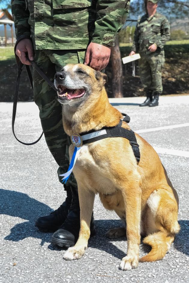 στρατιώτες Σκύλος 