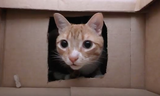 Ιδιοκτήτης γάτας φτιάχνει λαβύρινθο με 50 κουτιά και γίνεται viral