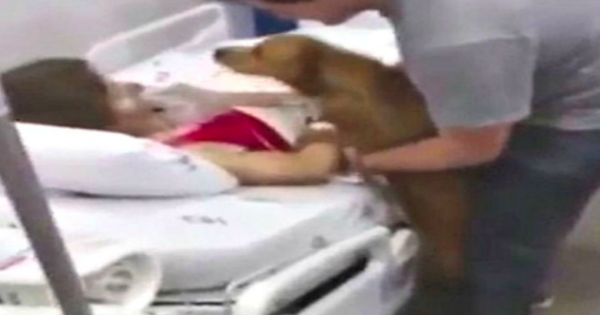 Το βίντεο που έκανε τους πάντες να δακρύσουν! Σκύλος επισκέπτεται την ιδιοκτήτριά του λίγο πριν «φύγει»