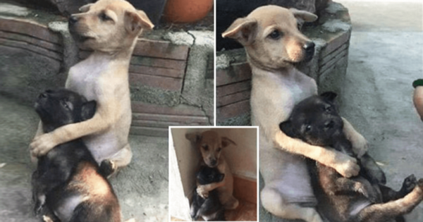Αδέσποτος σκύλος δεν σταματά να αγκαλιάζει τον φίλο του όταν τους έσωσαν από τους δρόμους