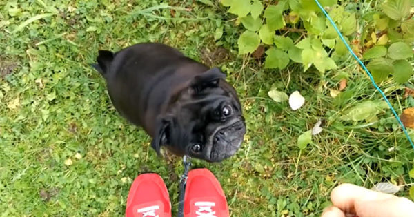 Οι πιο αστείοι σκύλοι σε ένα ξεκαρδιστικό 6λεπτο video