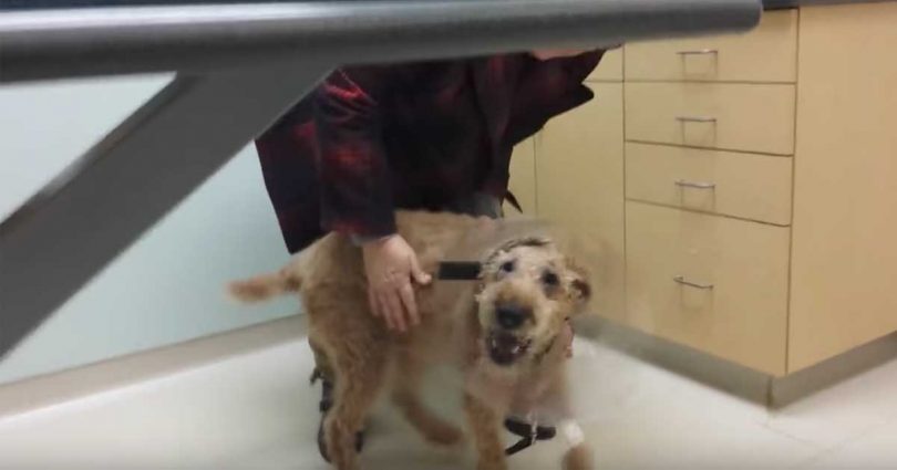 τυφλός σκύλος Σκύλος δεμένος σκύλος 