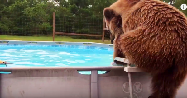 Θα πάθετε πλάκα με αυτή την αρκούδα που ξετρελαίνεται να κάνει βουτιές στην πισίνα!