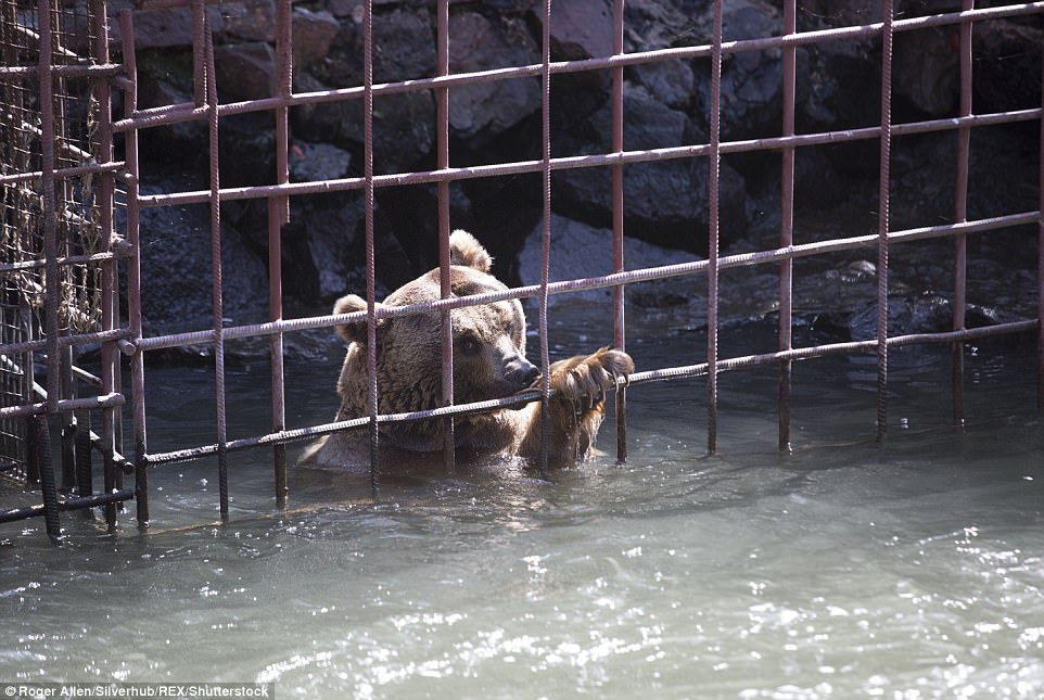 κακοποίηση ζώων αρμενία αρκούδες 