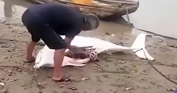 ΑΙΣΧΟΣ: Ψαράς σκοτώνει σπάνιο λευκό δελφίνι και καμαρώνει γεμάτος περηφάνια