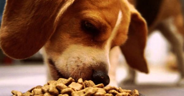 Αυτές είναι οι πιο επικίνδυνες τροφές για τα σκυλιά