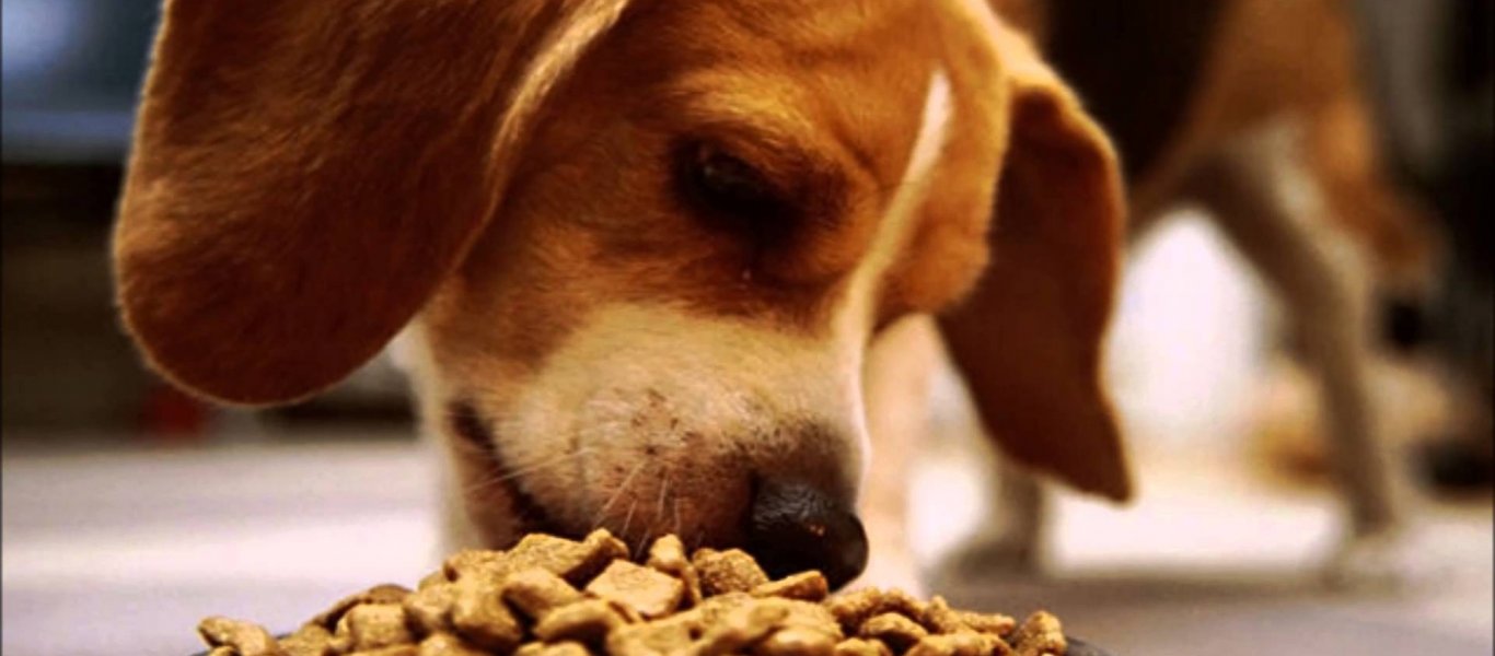 Σταφύλια Σταφίδες σοκολάτα Σκύλος Κρεμμύδια επικίνδυνες τροφές Αβοκάντο 