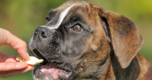 Βίντεο: Η αντίδραση σκύλου όταν δεν έχει φαγητό στο πιατάκι του είναι μυθική!