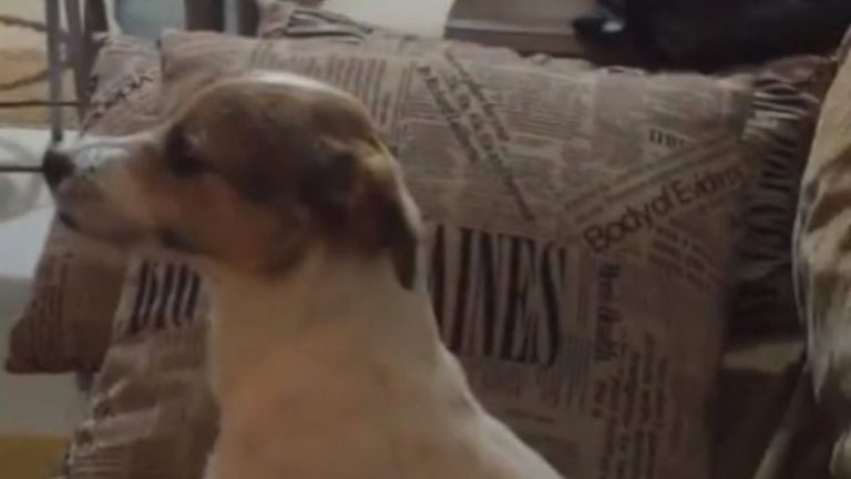 σκύλος φοβαται τα θριλερ σκύλος βίντεο θριλερ Σκύλος σκύλοι 