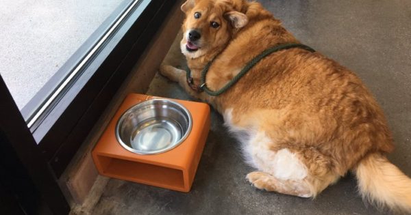 Ο σκύλος που με δίαιτα και γυμναστική έχασε τα περιττά κιλά