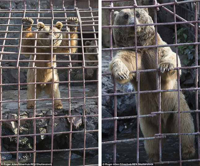 κακοποίηση ζώων αρμενία αρκούδες 