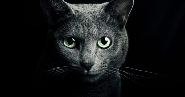 Γάτα – προστατεύει εσάς και το σπίτι σας από φαντάσματα και αρνητικά πνεύματα!