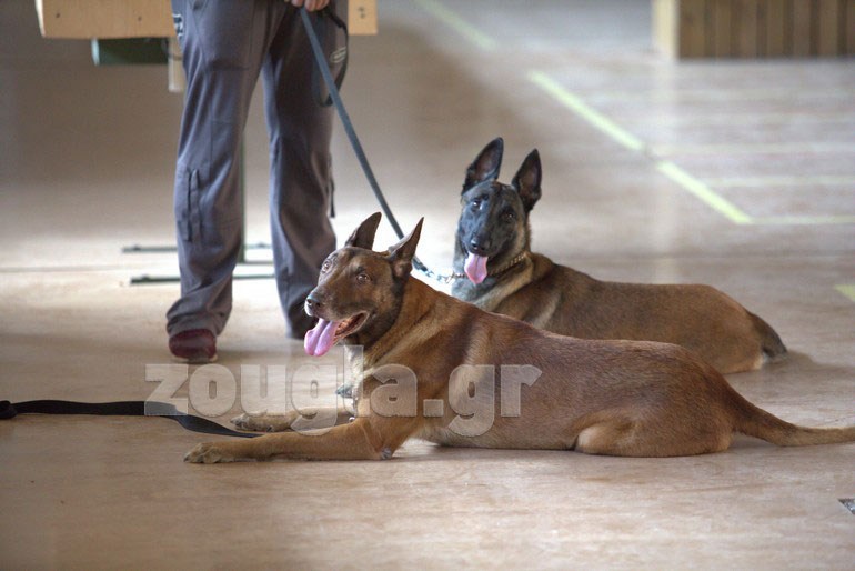 σκυλιά αστυνομίας Οι τετράποδοι αστυνομικοί που μυρίζονται το έγκλημα 