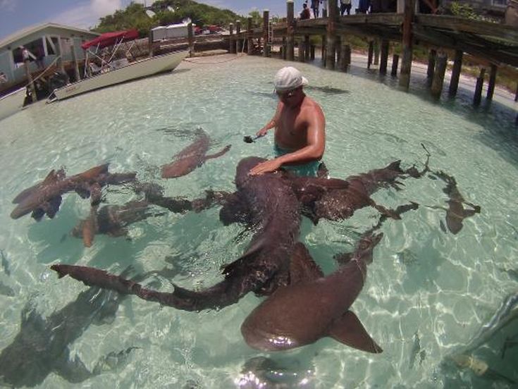 ξενοδοχείο στις μπαχάμες με καρχαρίες κολύμπι με καρχαρίες καρχαρίες καρχαρίας άντρας χαιδεύει καρχαρία 
