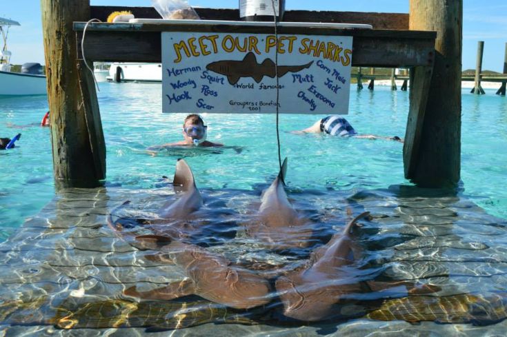 ξενοδοχείο στις μπαχάμες με καρχαρίες κολύμπι με καρχαρίες καρχαρίες καρχαρίας άντρας χαιδεύει καρχαρία 