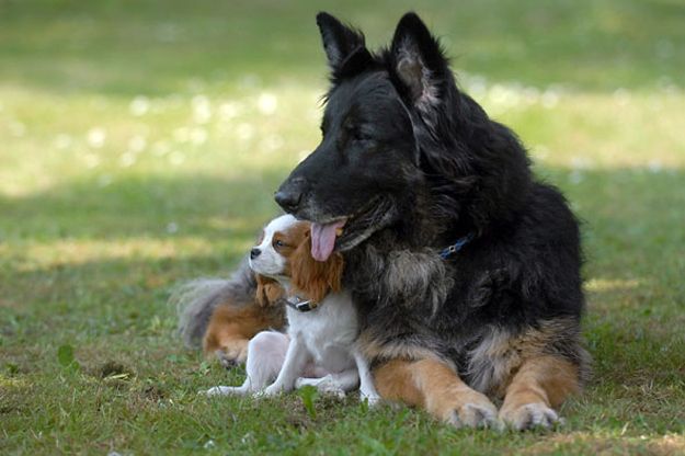 σκύλος για οικογένεια σκύλοι για οικογένεια οικογένεια κατοικίδιο γερμανικοί ποιμενικοί οικογένεια 