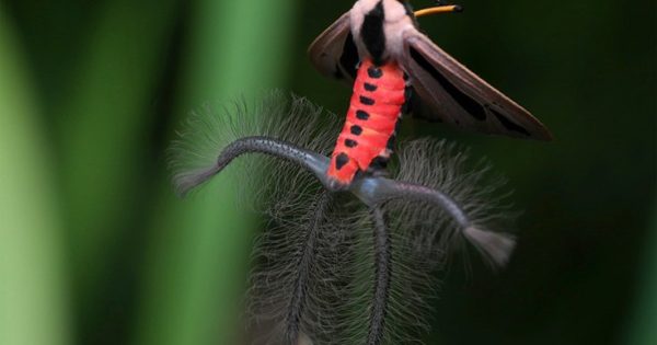Το «εξωγήινο» έντομο που προκαλεί ανατριχίλα