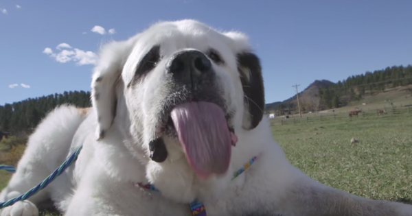 Βίντεο: Γιατί αυτός ο σκύλος μπήκε στο ρεκόρ Guinness;