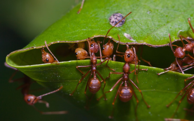 μυρμήγκια Μυρμήγκι 