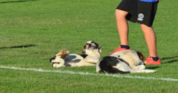 Αργολίδα: Οι πιο… ποδοσφαιρόφιλοι σκύλοι και τα απρόοπτα κατά τη διάρκεια αγώνα [pics]