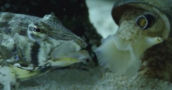 Σπάνιο βίντεο: Κωνικό σαλιγκάρι κατασπαράζει ψάρι