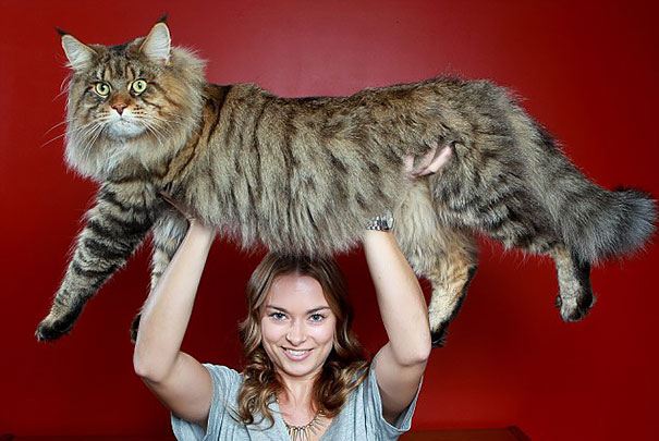 μεγάλες γάτες γάτες 