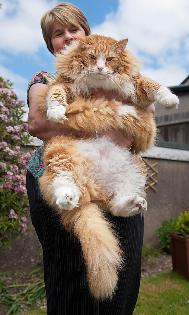 μεγάλες γάτες γάτες 