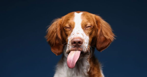 Ξεκαρδιστικές φωτογραφίες σκυλιών που τρώνε φυστικοβούτυρο