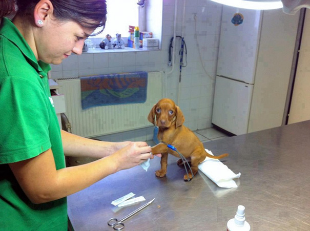 πλεονέκτηματα κτηνιάτρου πλεονέκτημα του να είσαι κτηνίατρος κτηνιατρείο 