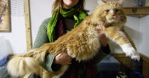 Αυτές είναι οι μεγλύτερες γάτες που έχετε δει ποτέ!