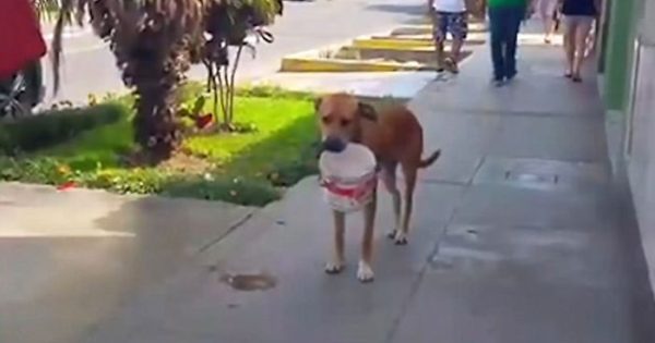 Διψασμένος σκύλος κουβαλάει έναν κουβά και ζητάει νέρο από περαστικούς μετά από την ξηρασία που έπληξε το Περού