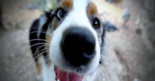 Τι ώρα είναι; Ρώτα το σκύλο σου, η μύτη του ξέρει να σου πει ακριβώς!