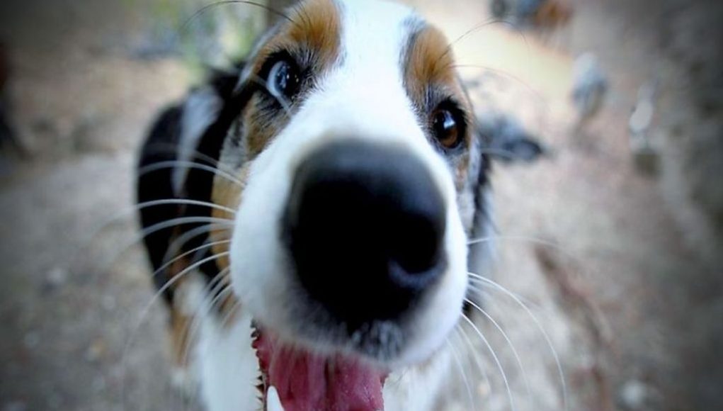Ρώτα-το-σκύλο-σου-η-μύτη-του-ξέρει-να-σου-πει-ακριβώς-mediamagazine.gr_-1021x580