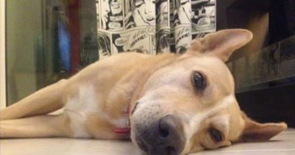 Εισπνεόμενη φόλα: Μια σταγόνα είναι αρκετή για να σκοτώσει ένα σκυλί. Πώς πρέπει να το αντιμετωπίσουμε!