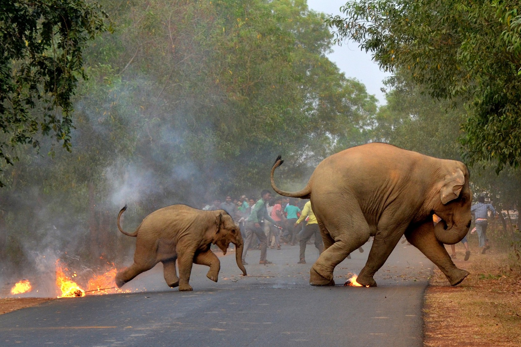 κακοποίηση ζώων ελέφαντες 