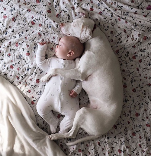 μωρό και σκύλος 