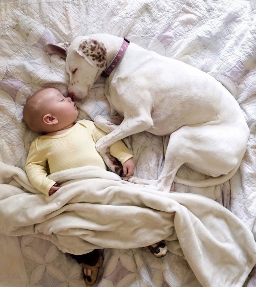 μωρό και σκύλος 
